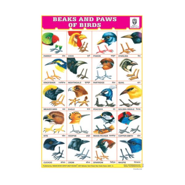 Beaks & Paws of Birds - Cut & Paste Educational Chart Paper