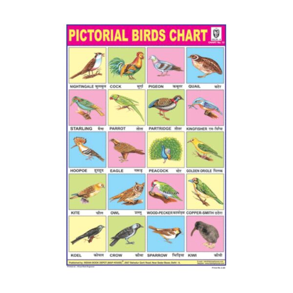 Pictorial Birds - Cut & Paste Educational Chart Paper