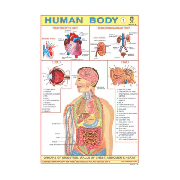 Human Body – Cut & Paste Educational Chart Paper
