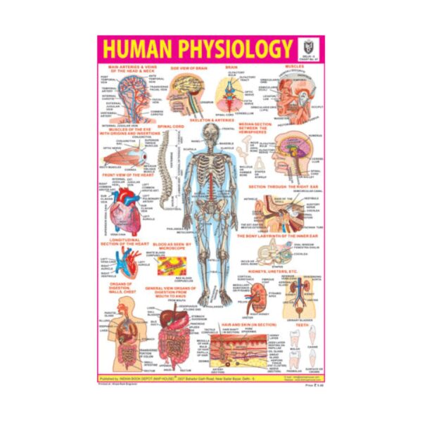 Human Physiology  – Cut & Paste Educational Chart Paper