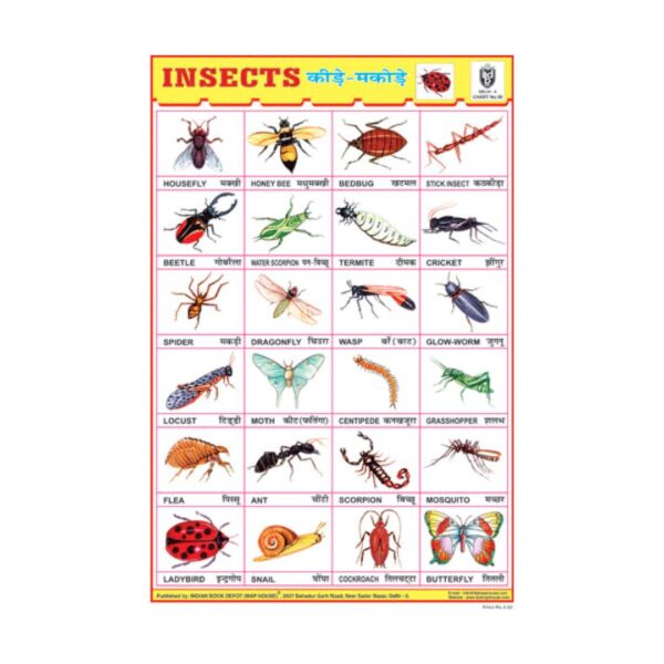 Insects – Cut & Paste Educational Chart Paper