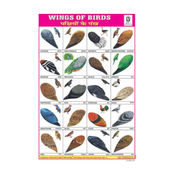 Wings of Birds – Cut & Paste Educational Chart Paper