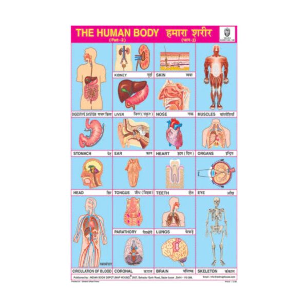 The Human Body Part - II – Cut & Paste Educational Chart Paper