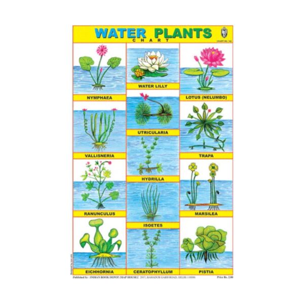 Water Plants – Cut & Paste Educational Chart Paper