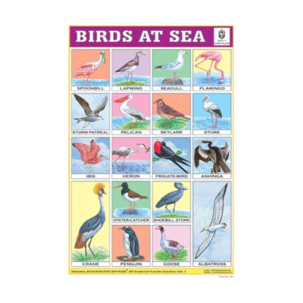 Birds at Sea – Cut & Paste Educational Chart Paper