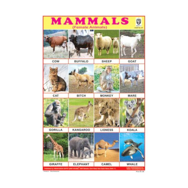 Mammals – Cut & Paste Educational Chart Paper