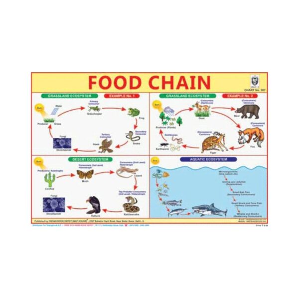 Food Chain – Cut & Paste Educational Chart Paper