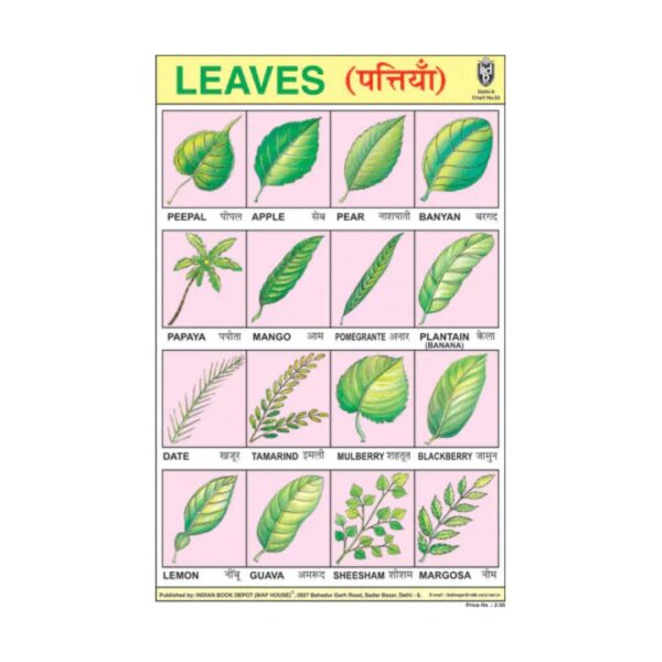 Leaves – Cut & Paste Educational Chart Paper