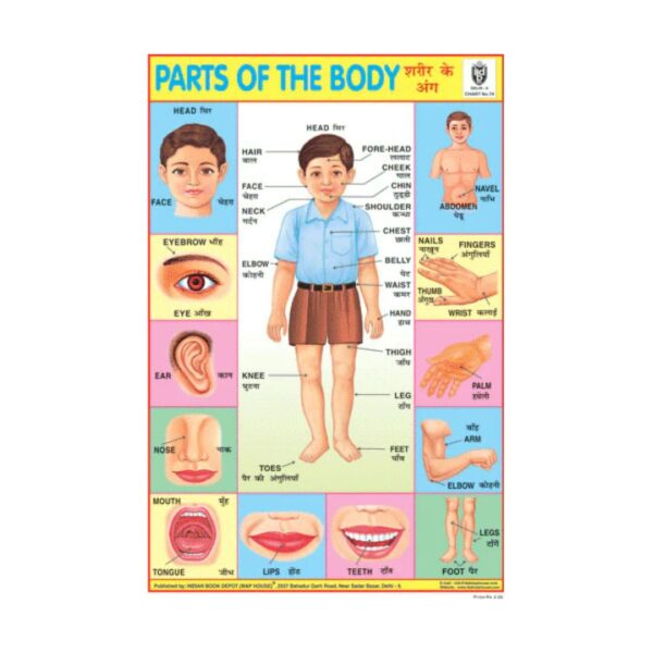 Parts Of the Body  – Cut & Paste Educational Chart Paper