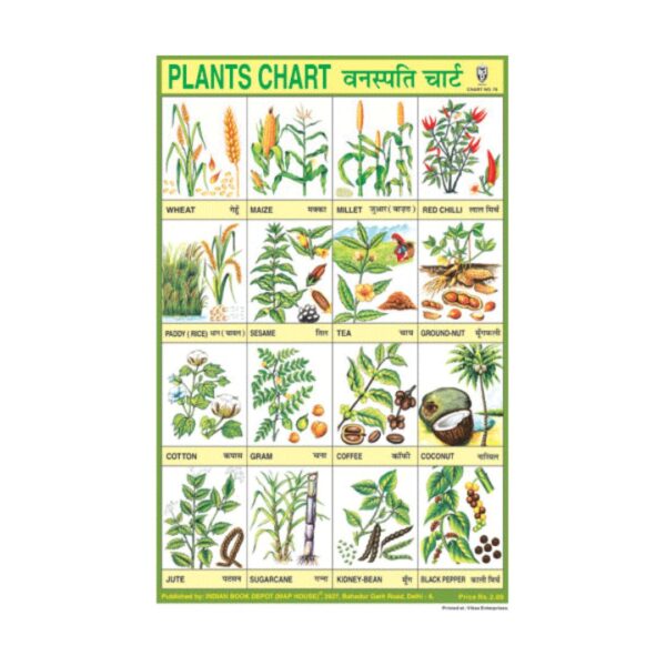 Plants – Cut & Paste Educational Chart Paper