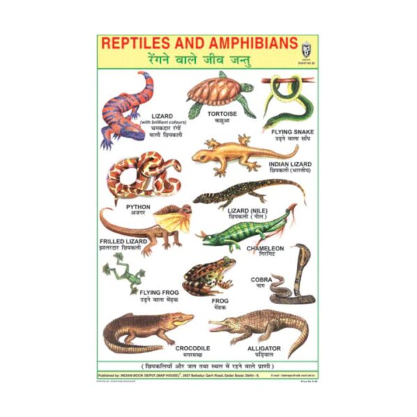 Reptiles – Cut & Paste Educational Chart Paper
