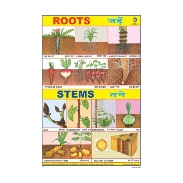 Roots  – Cut & Paste Educational Chart Paper