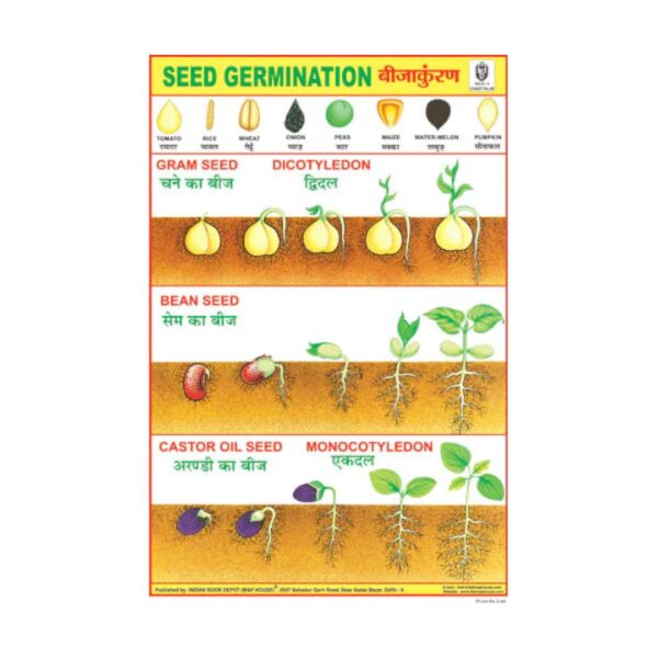 Seed Germination – Cut & Paste Educational Chart Paper